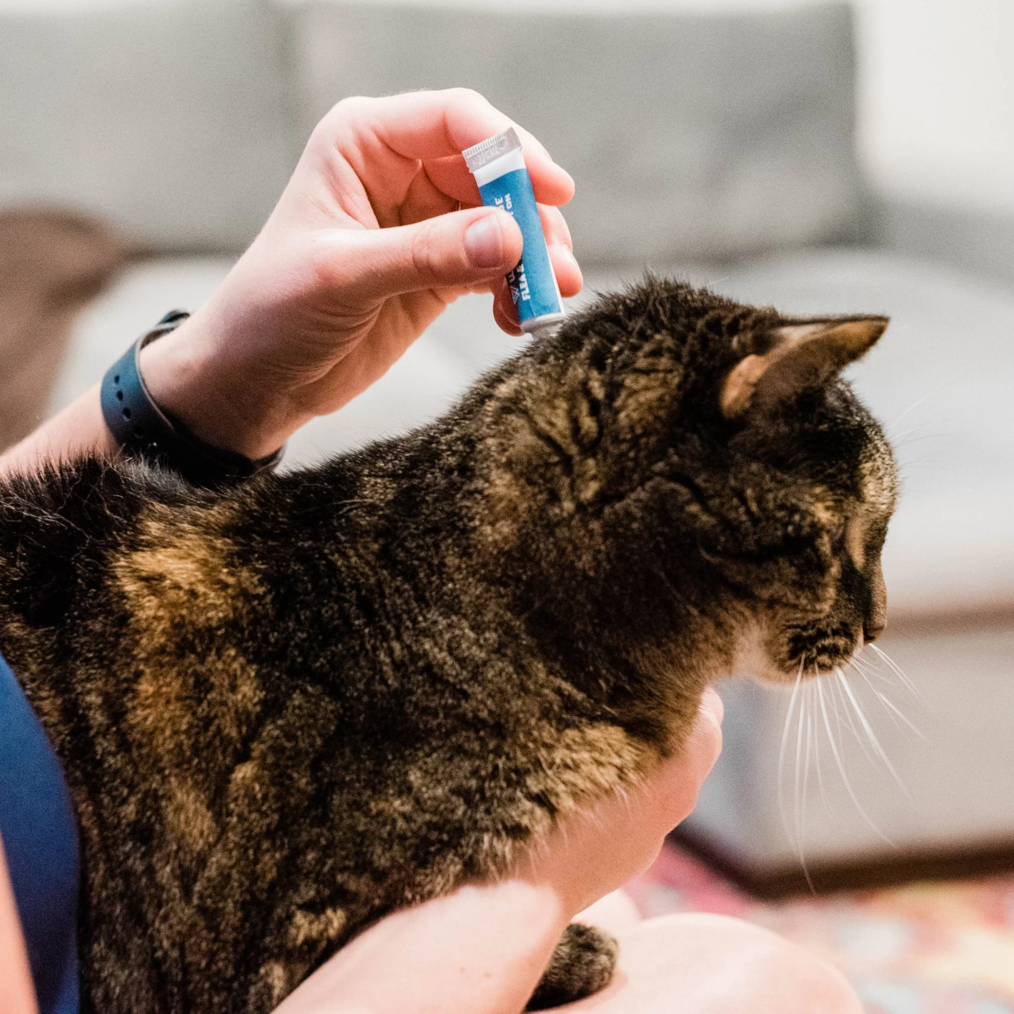 12-Month Flea & Tick Spot On for Dogs + Cats - Image 3