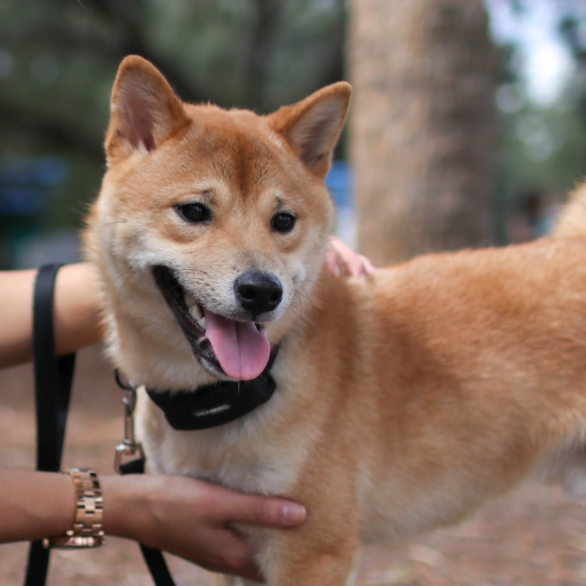 BarkWise™ Complete - Image 6
