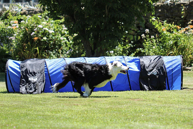 Better Sporting Dogs 10 Foot Dog Agility Tunnel with Sandbags - Image 5