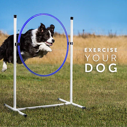 Better Sporting Dogs 3 Piece Essential Dog Agility Equipment Set - Image 5