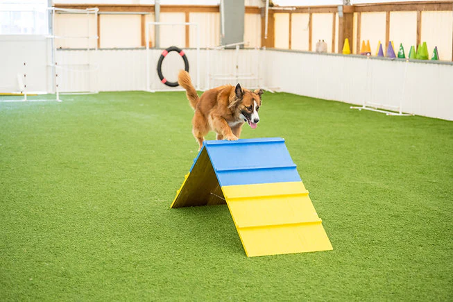 Better Sporting Dogs Practice A-Frame | Dog Agility Equipment - Image 3