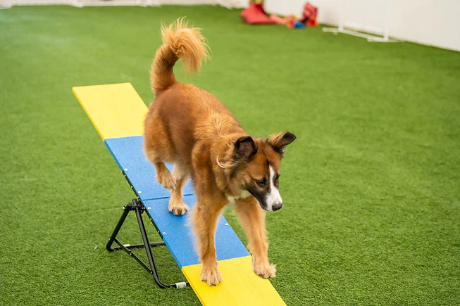 Better Sporting Dogs Practice See Saw | Dog Agility Teeter | Dog Agility Equipment - Image 5