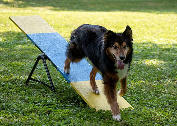 Better Sporting Dogs Practice See Saw | Dog Agility Teeter | Dog Agility Equipment - Image 6
