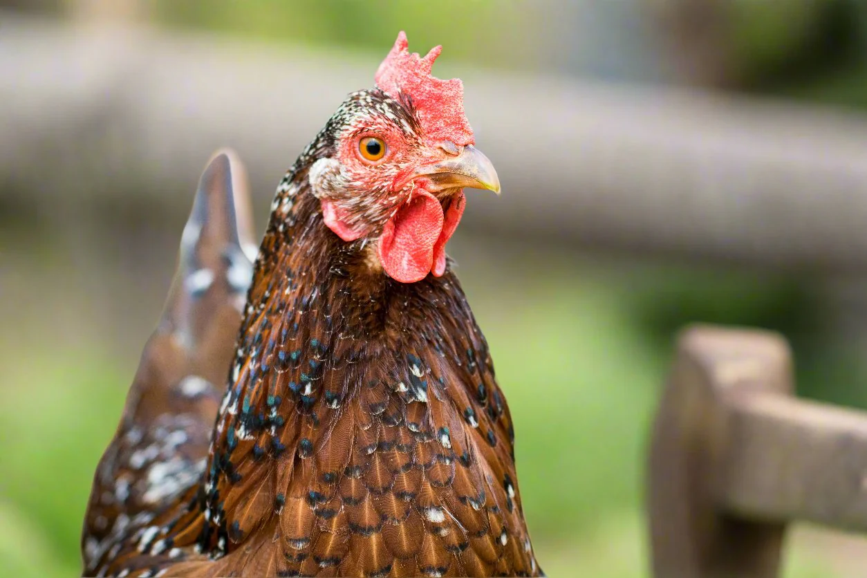 Blue Egg, Blue Laced & Speckled Trio – Buy 6 + 6 Bonus Free (12 Female Chicks, Shipping Included) - Image 13