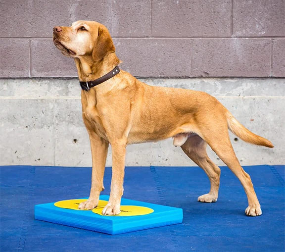 FitPAWS Balance Pad - Image 3
