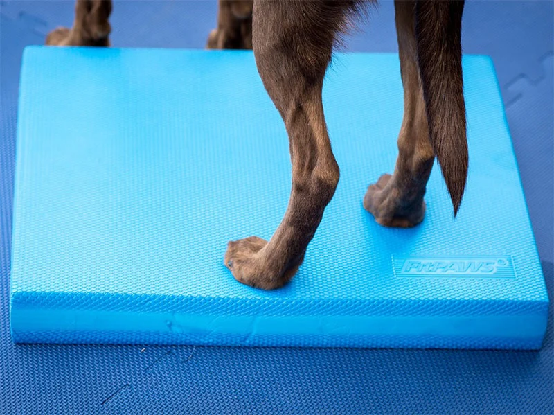 FitPAWS Balance Pad - Image 4