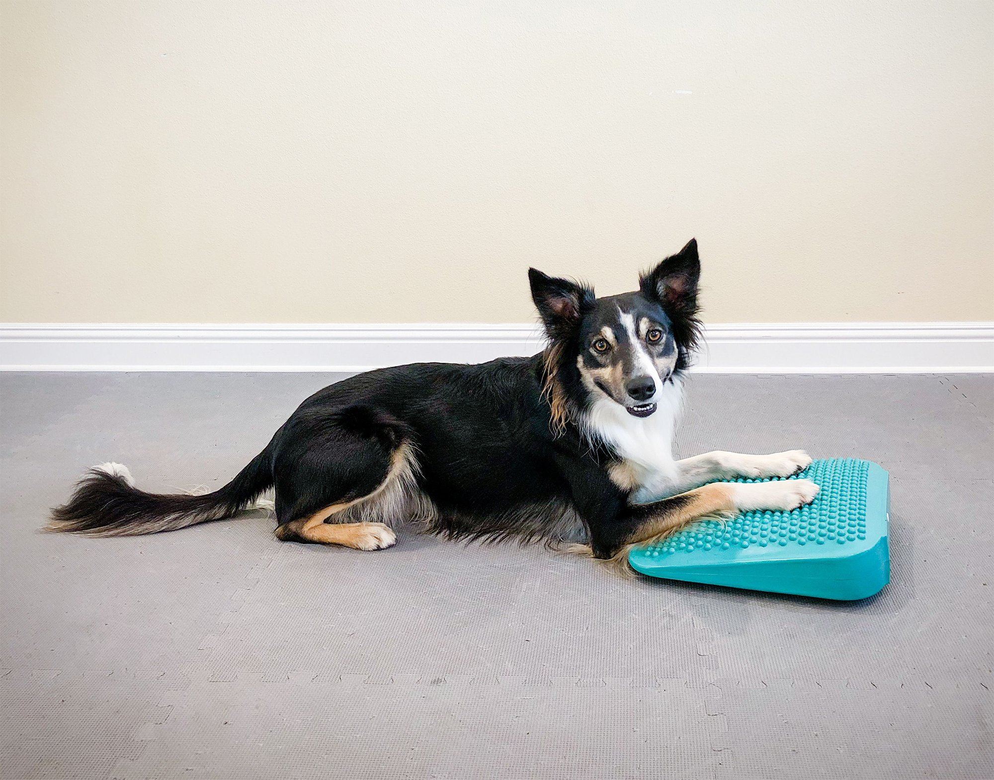 FitPAWS Balance Ramp - Image 3