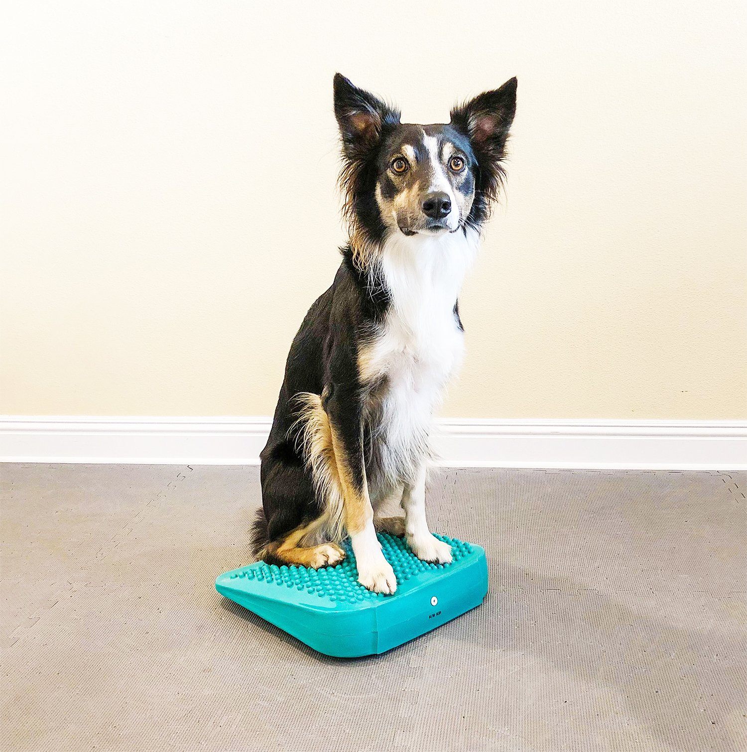FitPAWS Balance Ramp - Image 4