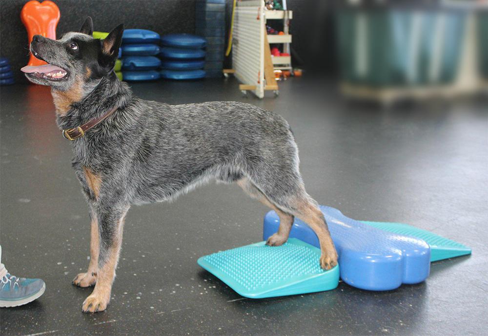 FitPAWS Balance Ramp - Image 5