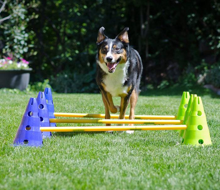 FitPAWS CanineGym Gear Agility Kit - Image 3