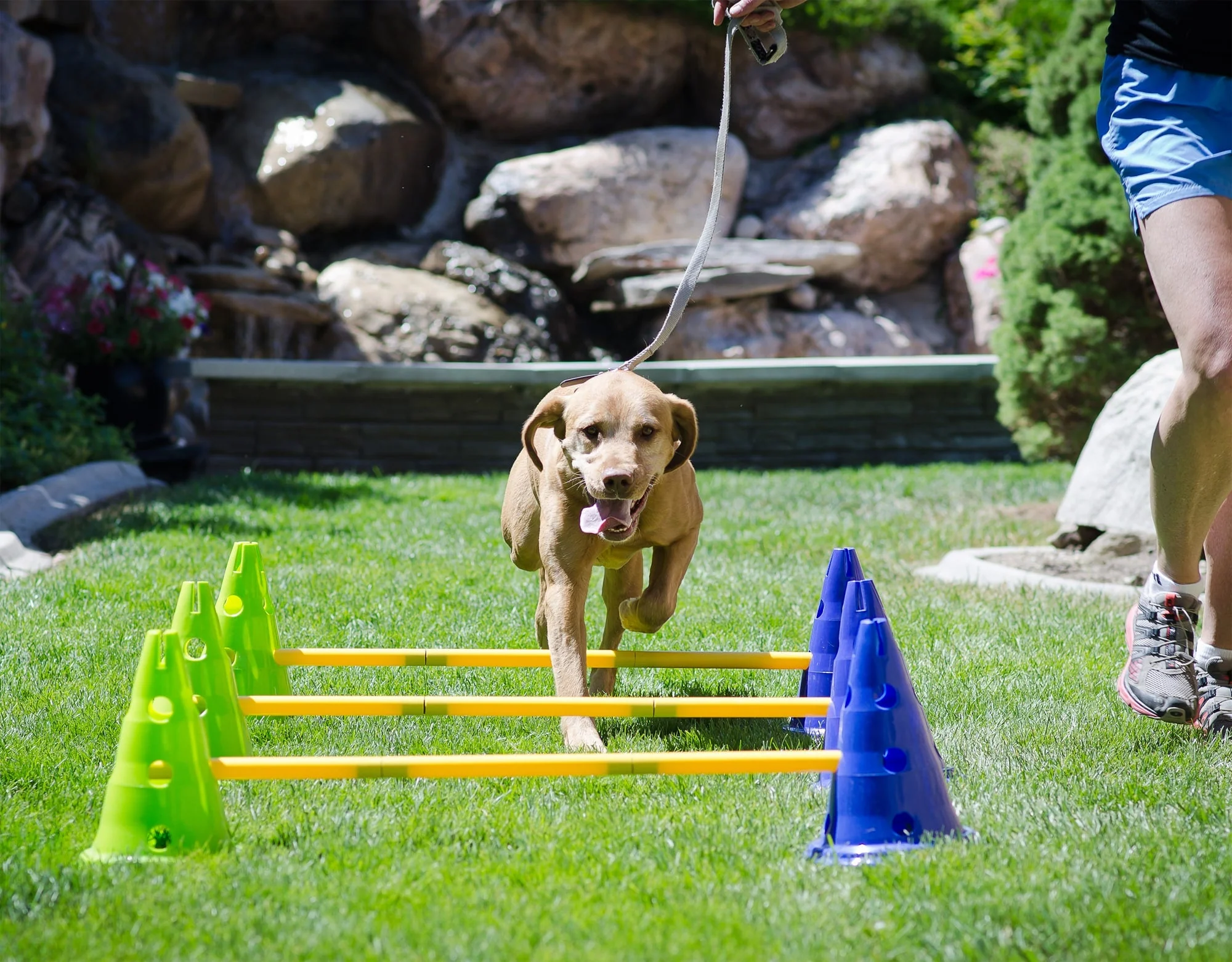 FitPAWS CanineGym Gear Agility Kit - Image 4