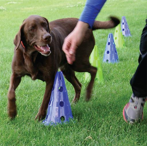 FitPAWS CanineGym Gear Agility Kit - Image 7