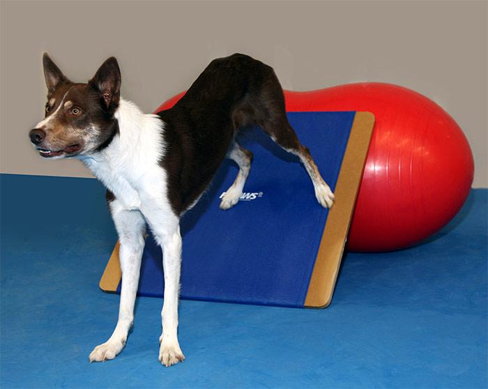FitPAWS Giant Rocker Board - Image 4