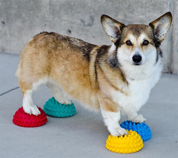 FitPaws Paw Pods, Anti-Skid Bottom (Set of 4) - Image 6