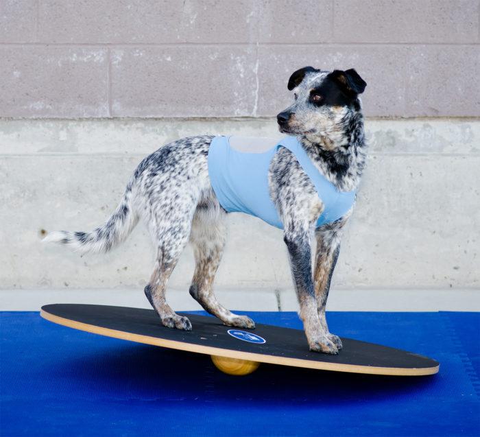 FitPAWS Wobble Board, Dog Balance Training Platform - Image 5