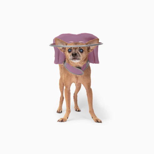 Muffin's Halo Blind Dog Guide - Image 16