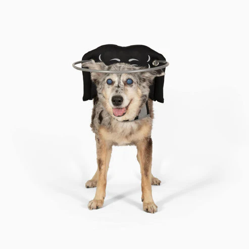 Muffin's Halo Blind Dog Guide - Image 5