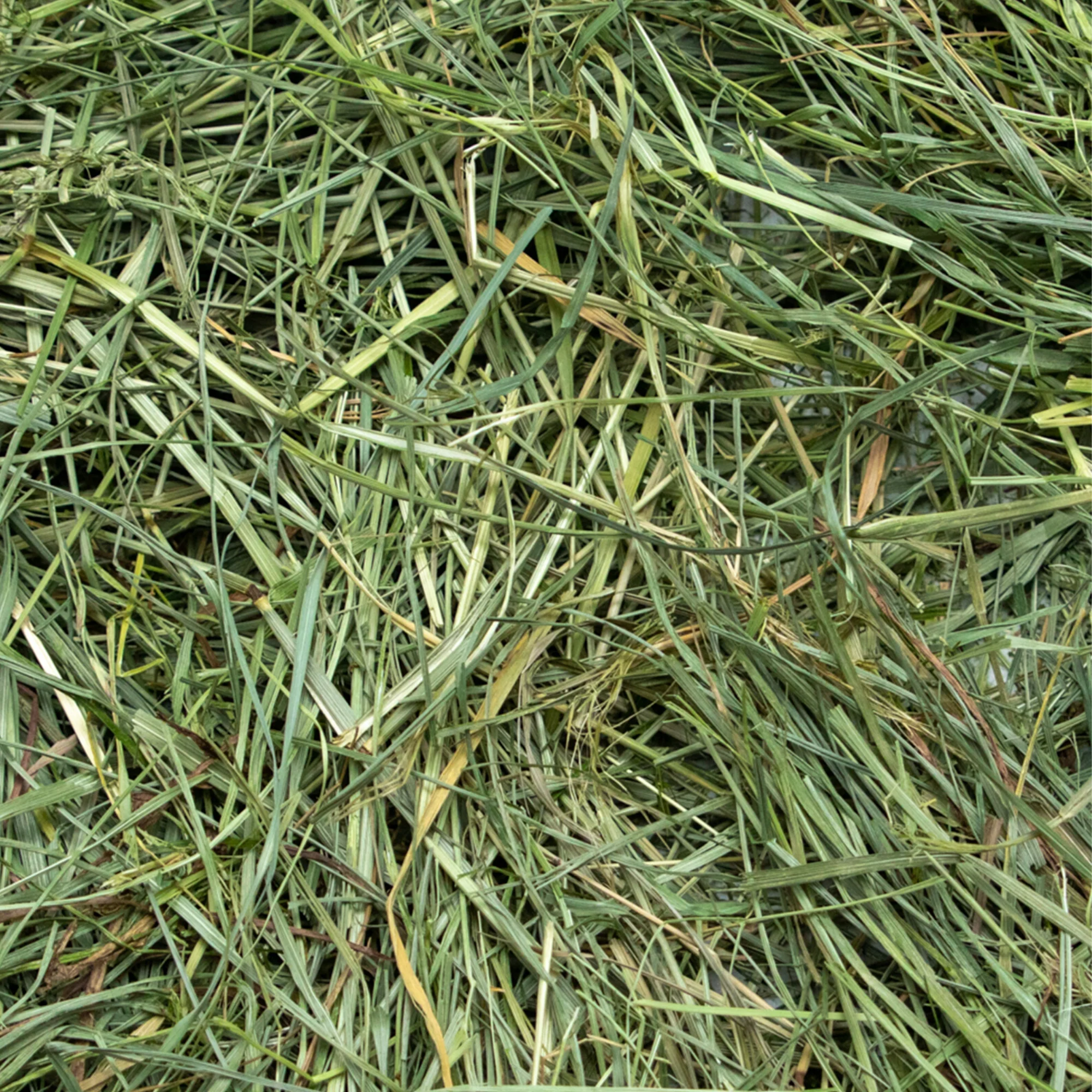 Rabbit Hole Hay Ultra Premium Mountain Grass - Image 3