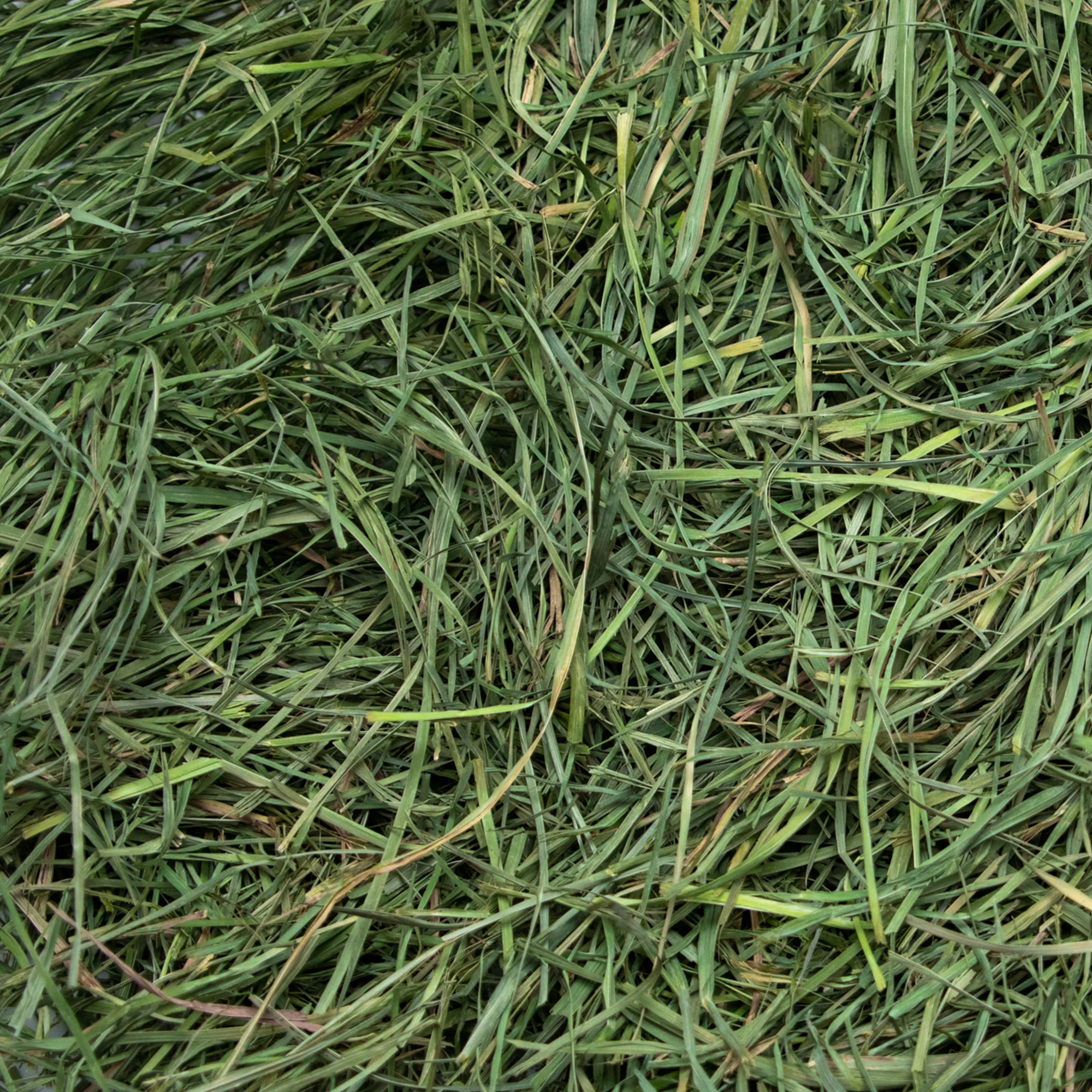 Rabbit Hole Hay Ultra Premium Soft Orchard Grass - Image 3