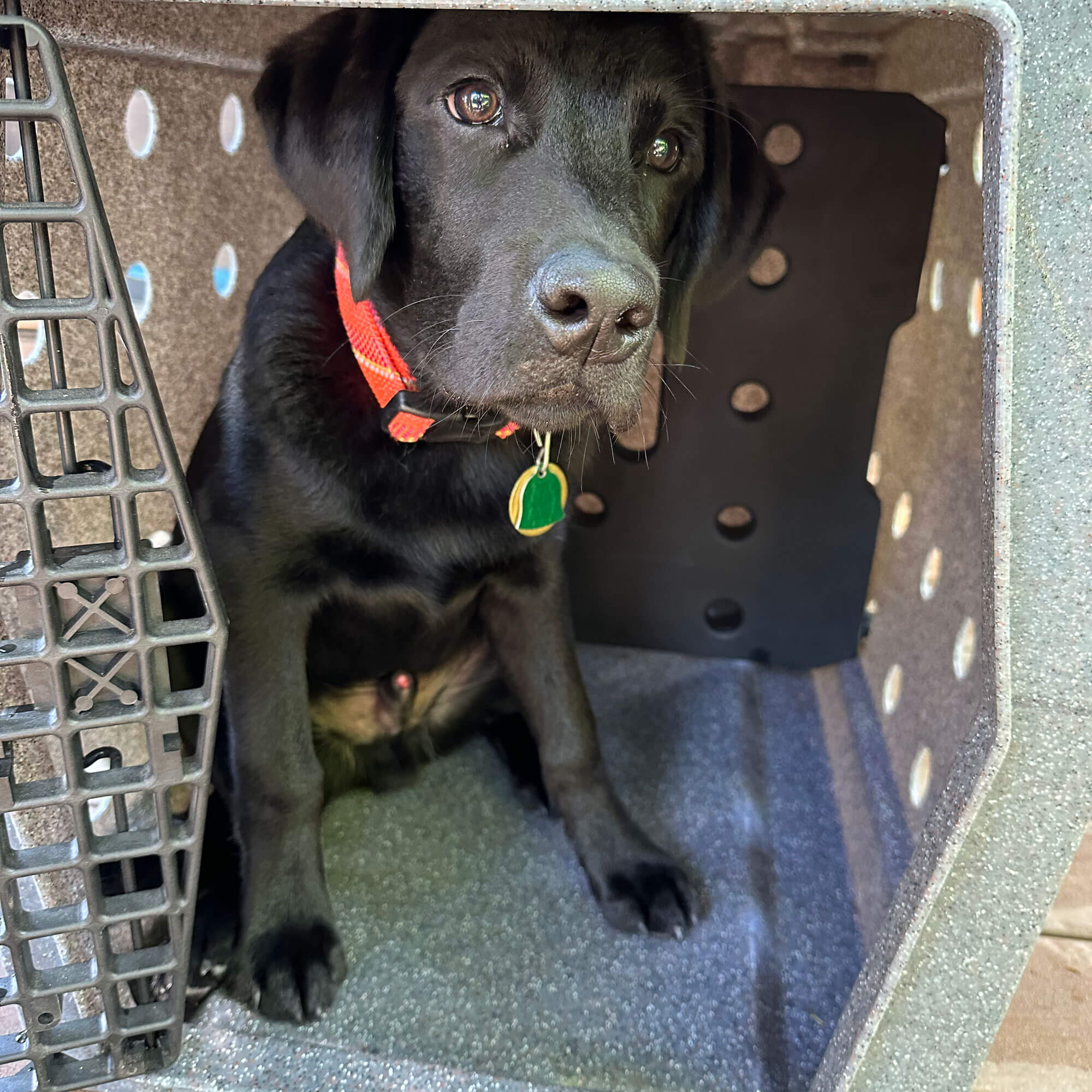 RuffLand Kennel Divider - Image 3