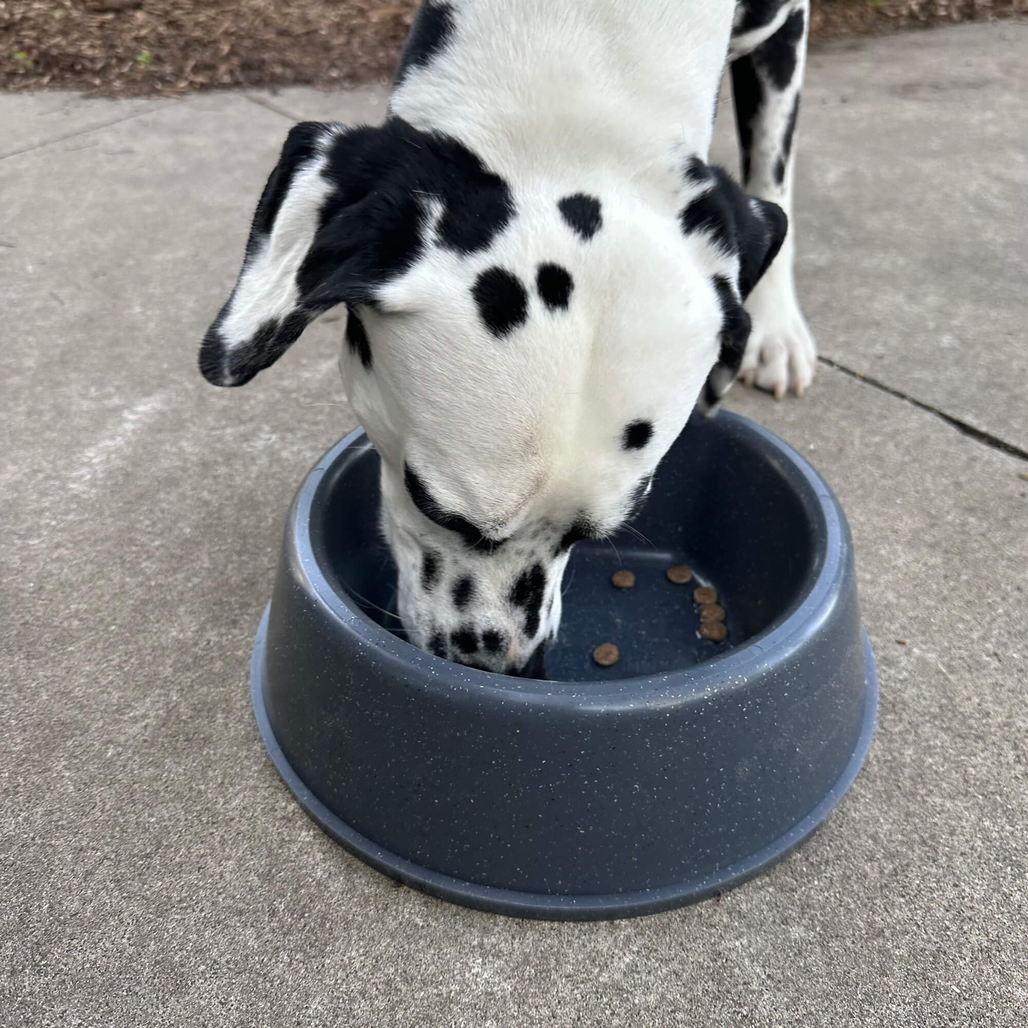 RuffLand Dog Bowl - Image 21