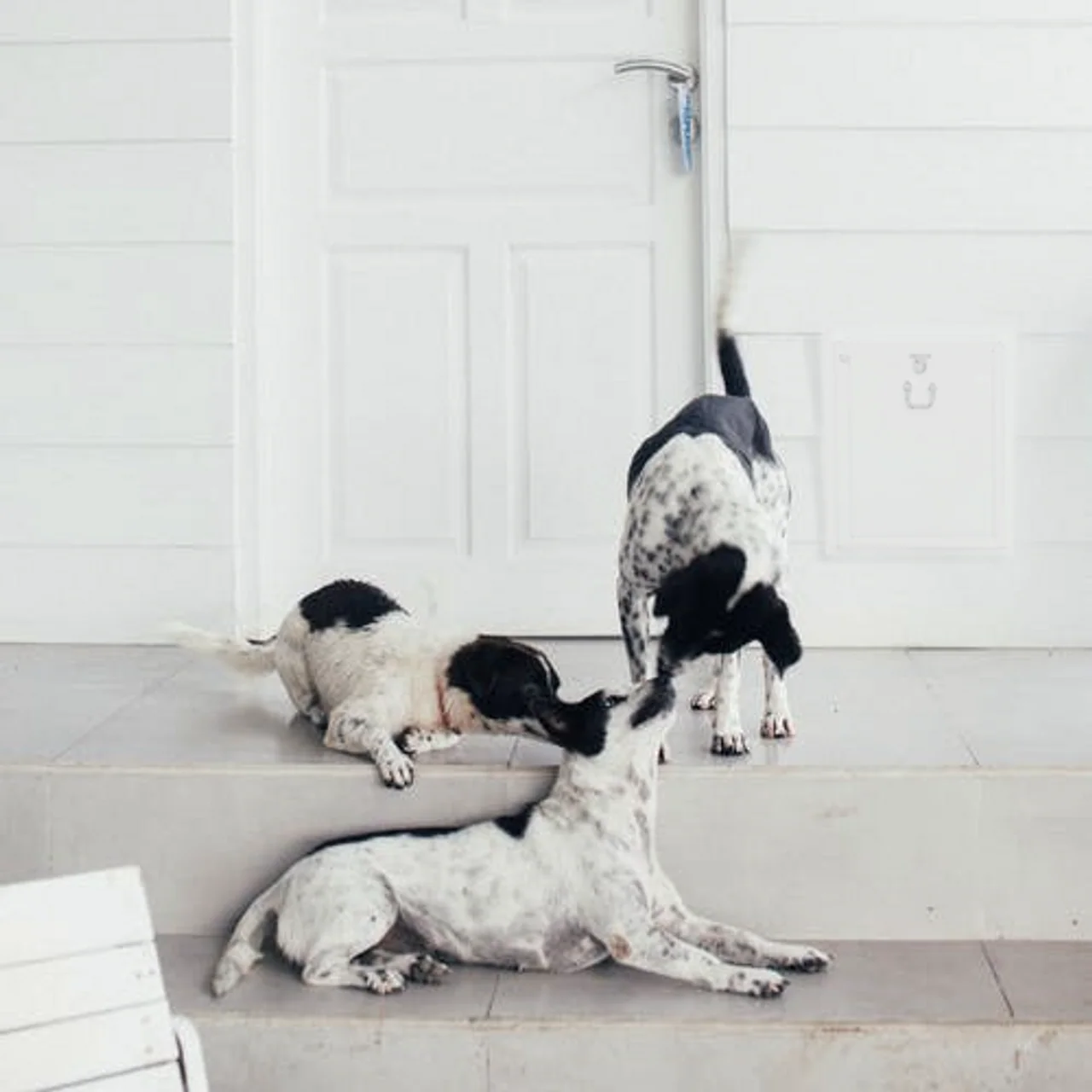 Security Boss MaxSeal Wall Mount Pet Door - Image 7