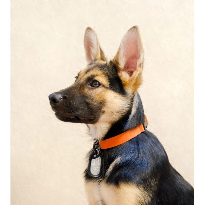 Sleepypod Comfort Suede Dog Collar - Image 7