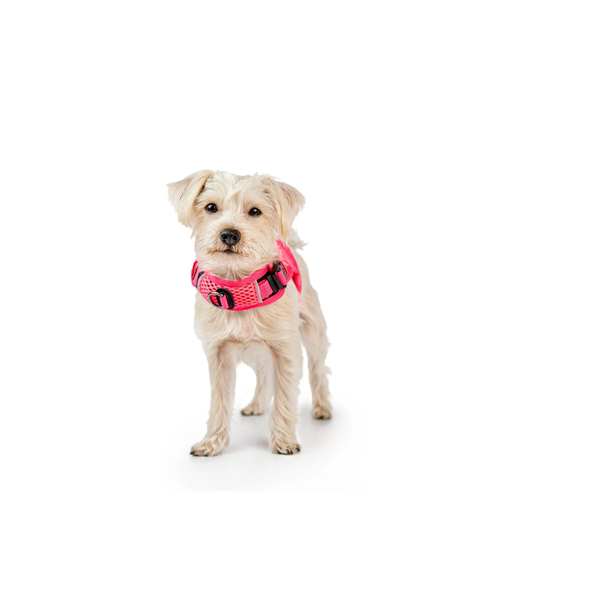 Sleepypod Martingale Dog Calming Harness - Image 3