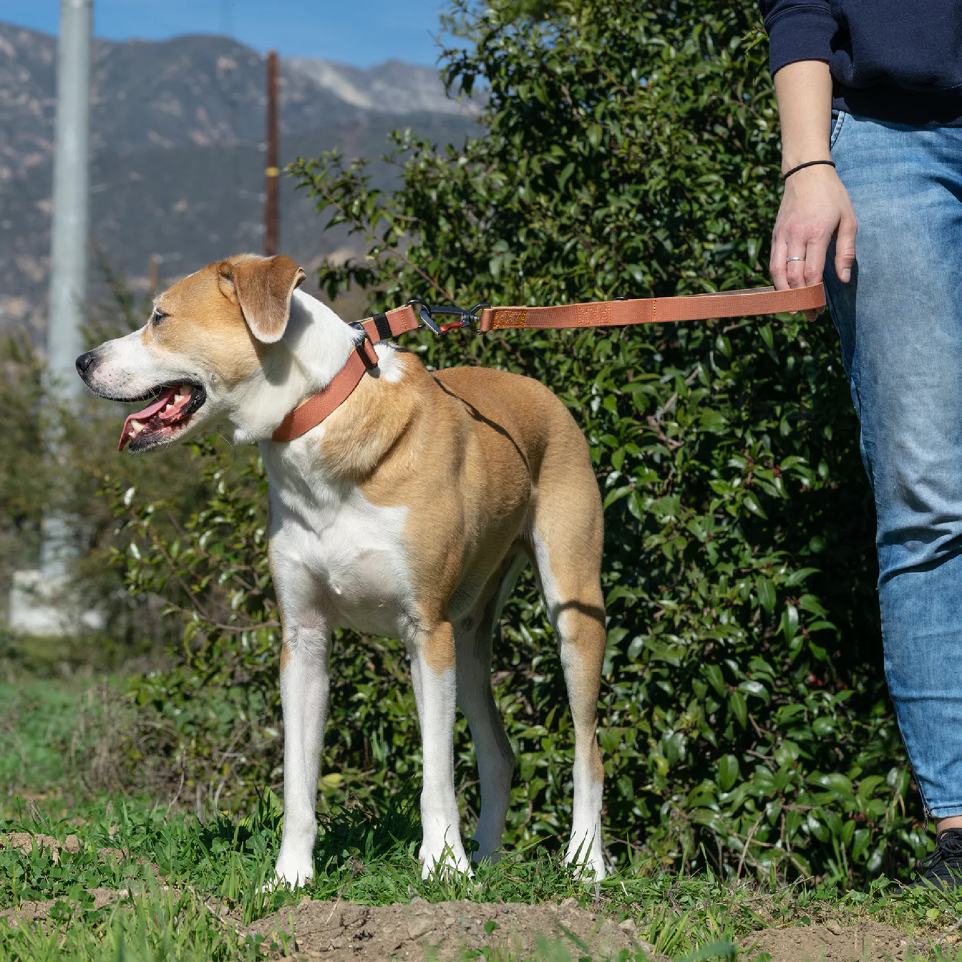 Sleepypod Traffic Leash - Image 7